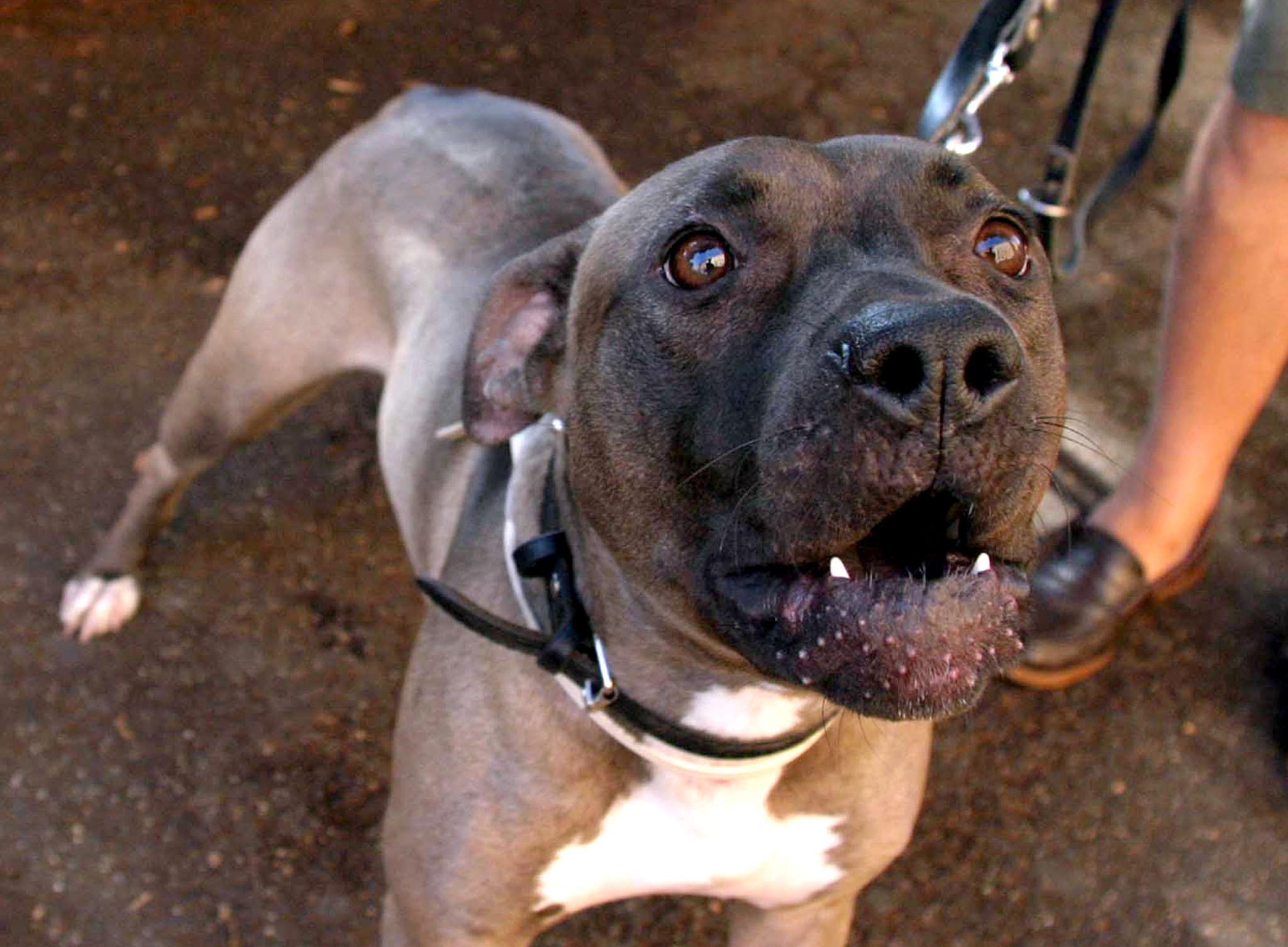 Un pitbull (foto d'archivio)