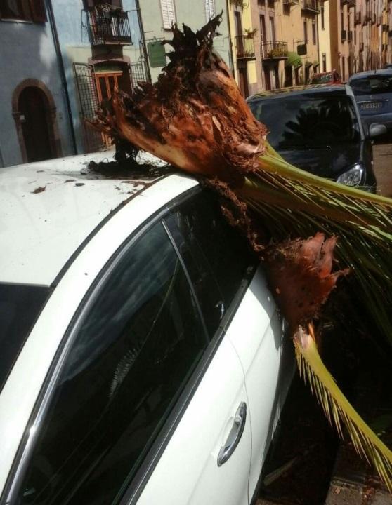 La palma caduta sul Lungotemo a Bosa
