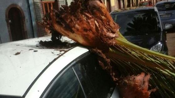 La palma caduta sul Lungotemo a Bosa