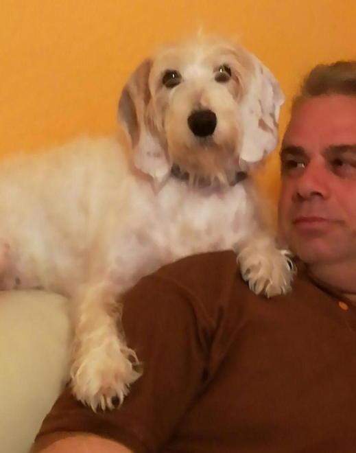 Polpette avvelenate nella piazzetta dove giocano i bimbi 