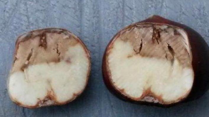 Disastro castagne, appello alla Regione