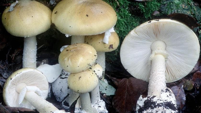 Allarme avvelenamento da funghi in Sardegna: «I peggiori sono i cercatori improvvisati» 