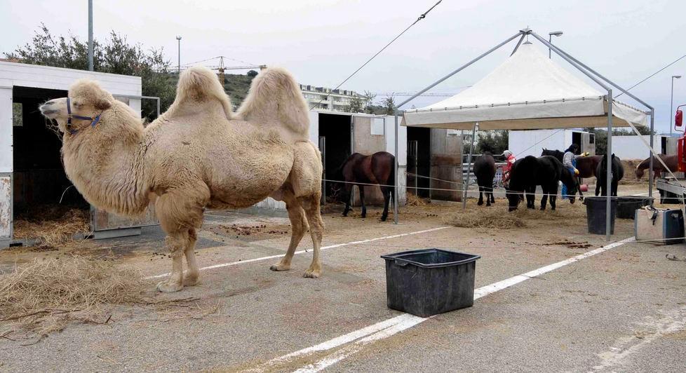 Minacce e violenza al circo: a giudizio 
