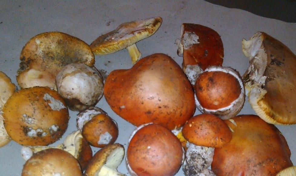 Funghi, ispettorati micologici in funzione in Gallura