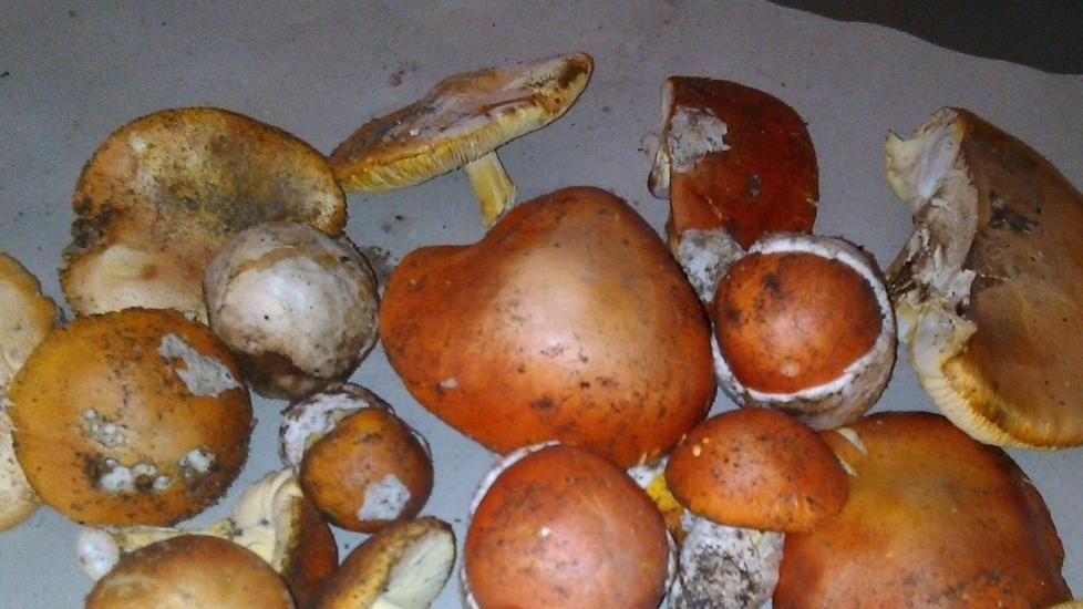 Funghi, ispettorati micologici in funzione in Gallura