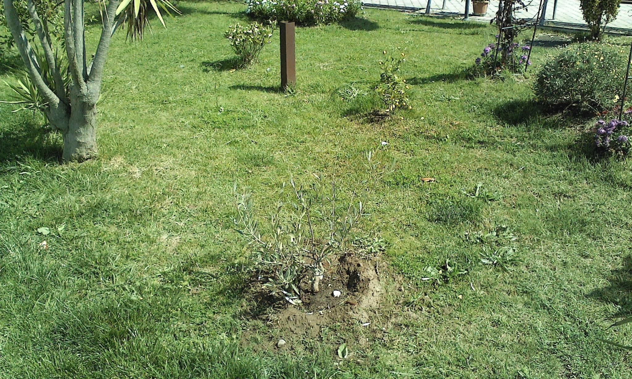 Piante nel parco degli angeli di Viareggio
