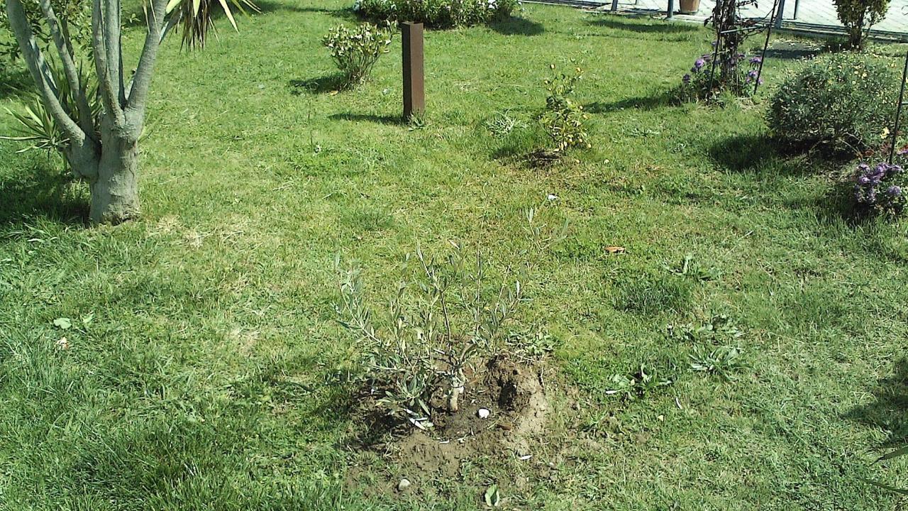 Piante nel parco degli angeli di Viareggio