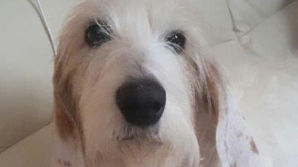 Lilli, la cagnetta uccisa da una polpetta avvelenata