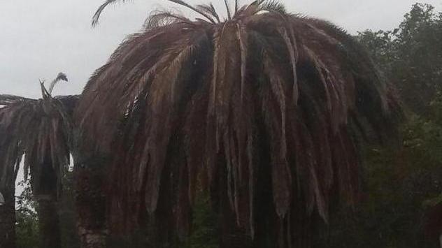 Abbattute altre 49 palme e intensificati i trattamenti