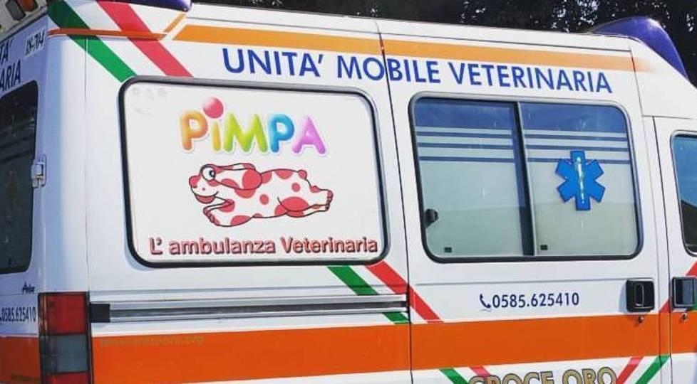 Raccolta fondi per aiutare animali e Pimpa