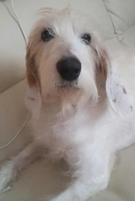 Avvelenato un altro cane 