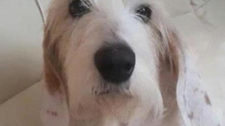 Avvelenato un altro cane