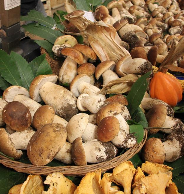 Corretta raccolta e consumo del fungo Incontro con esperti venerdì al Museo