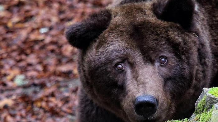L'orso Bruno (foto Ansa)