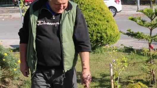 Raid alla Casina dei ricordi: rubato un ulivo