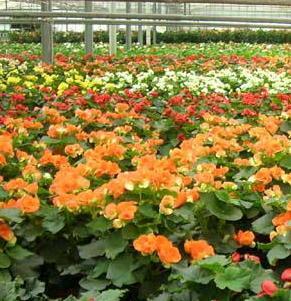 Dalla Regione risorse fresche anche per Floramiata