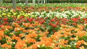 Dalla Regione risorse fresche anche per Floramiata