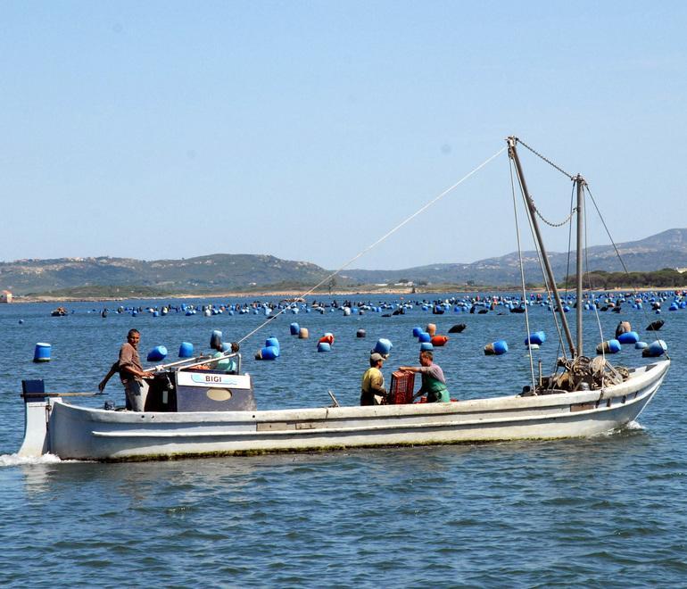 Nuove analisi: le cozze sono ok ma tra i mitilicoltori è rivolta 