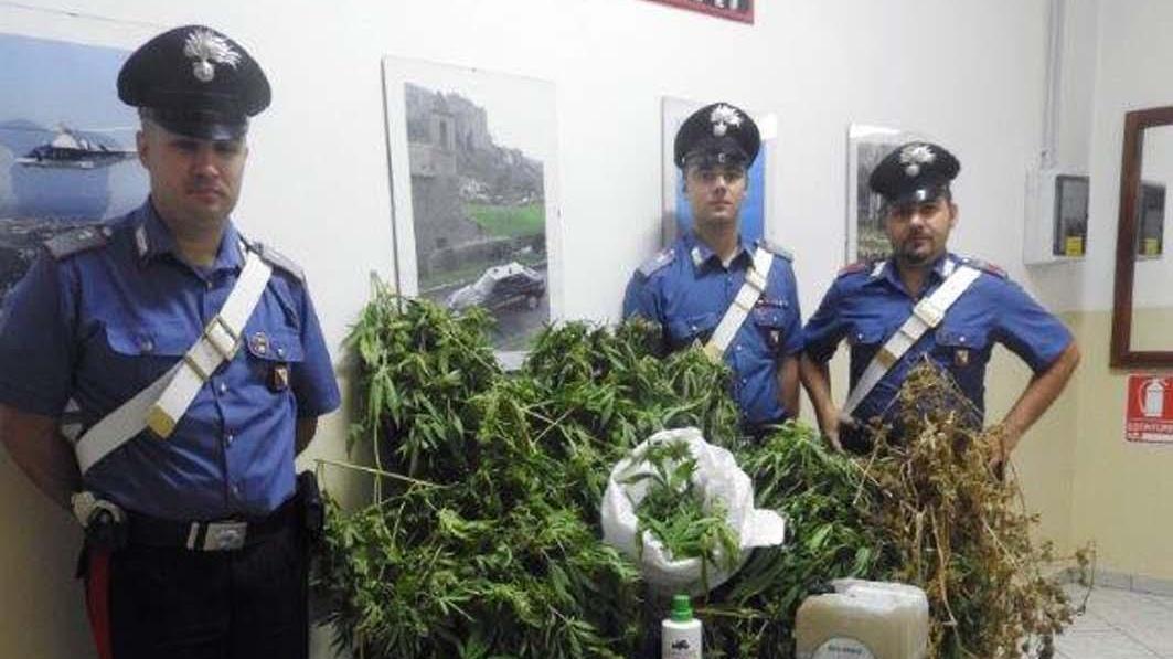 Bortigali, allevatore arrestato per coltivazione di marijuana