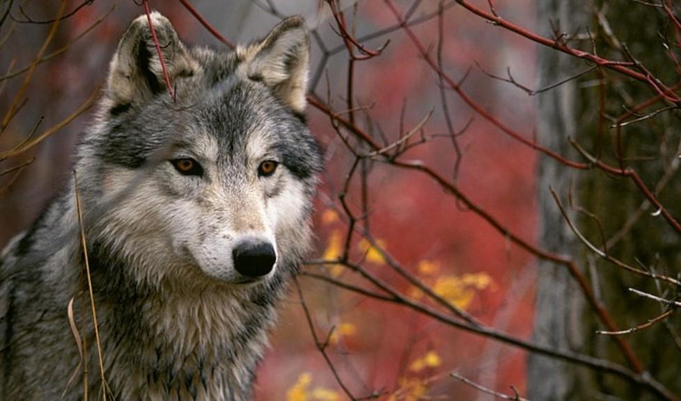 «Cibo di qualità per i cani che ci difendono dai lupi» 