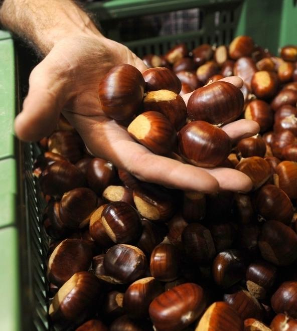Così le castagne sarde hanno sconfitto il parassita killer 