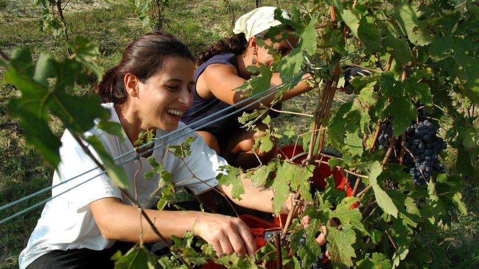 Boom nella Piana delle attività agricole guidate da giovani