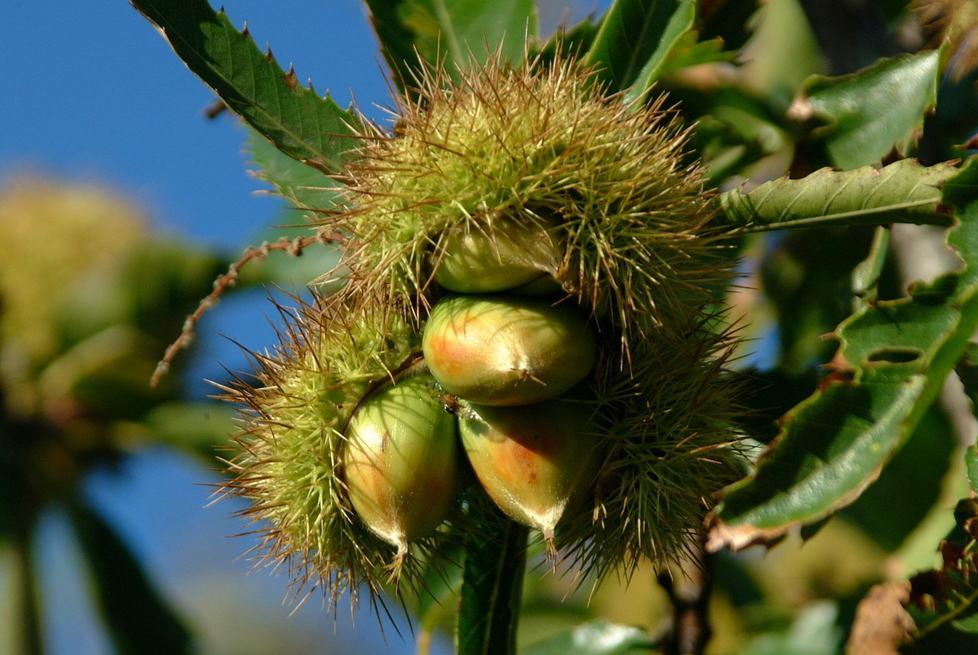 Il futuro è nelle nuove specie 