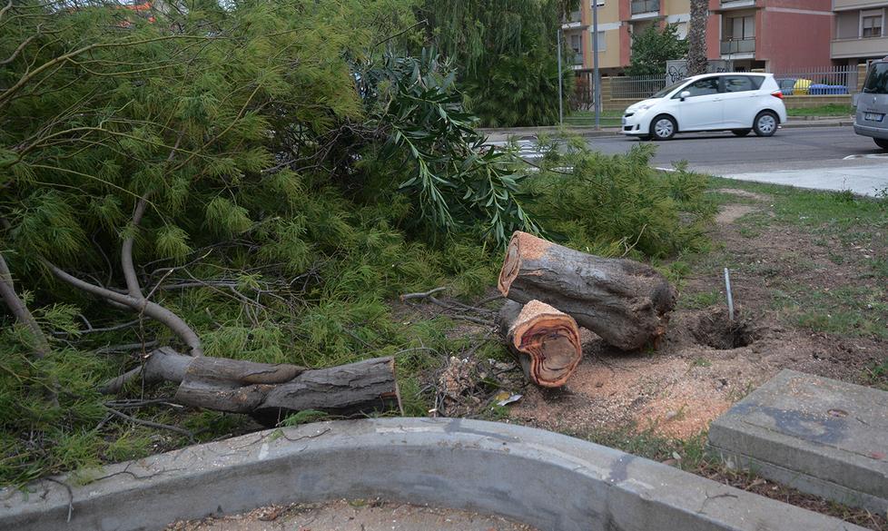 Il vento fa cadere un albero sull’auto