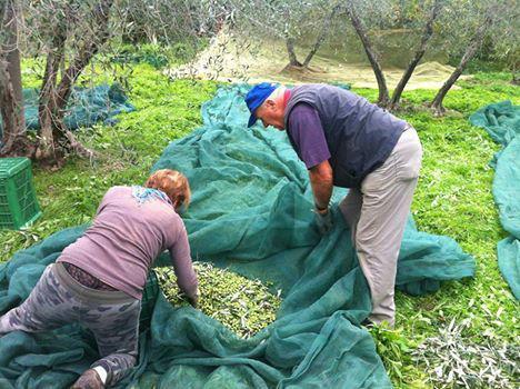 Agricoltori impegnati nella raccolta delle olive (foto d'archivio)