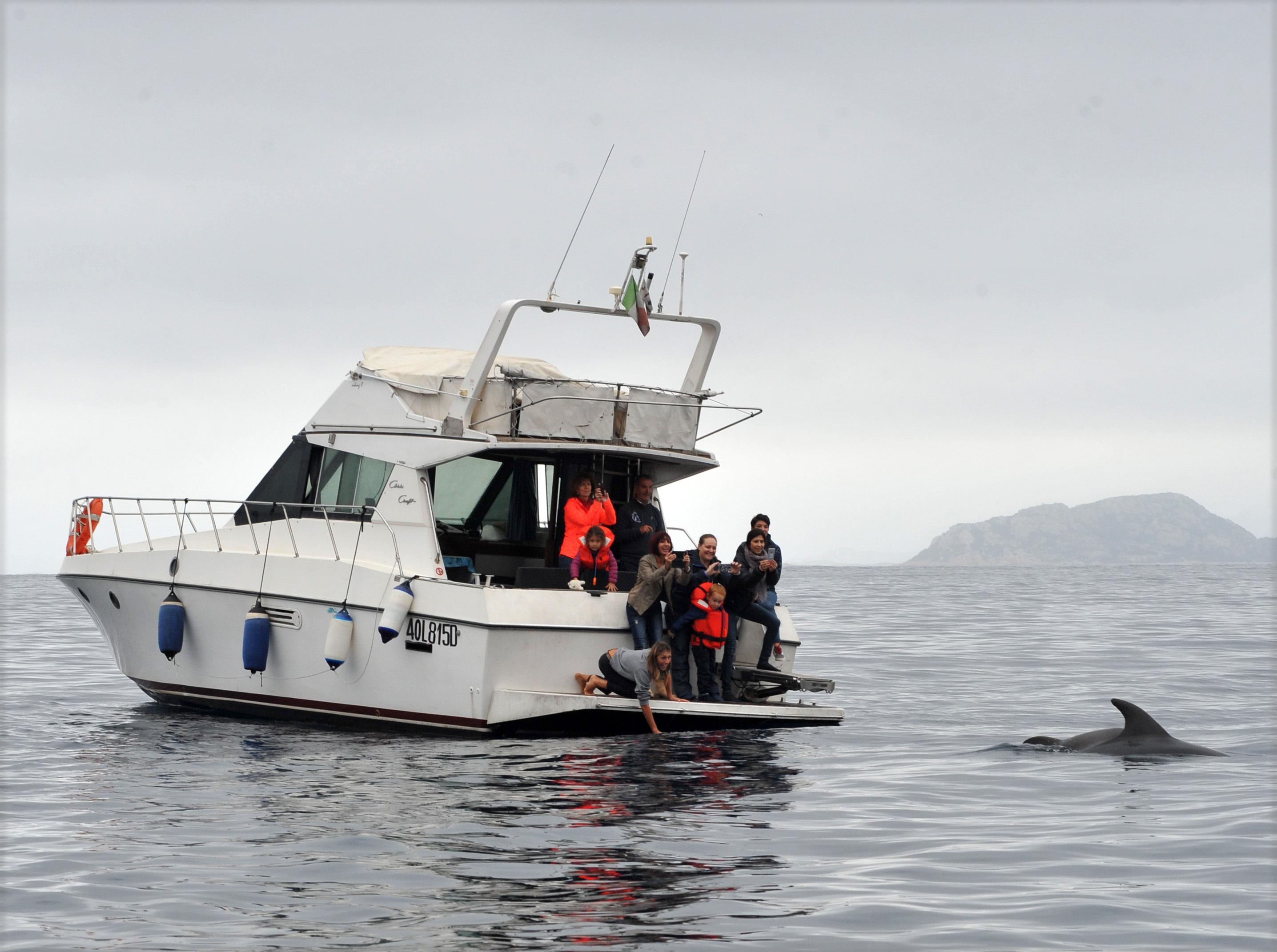 A tu per tu con Stella: a Golfo Aranci è dolphin watching mania