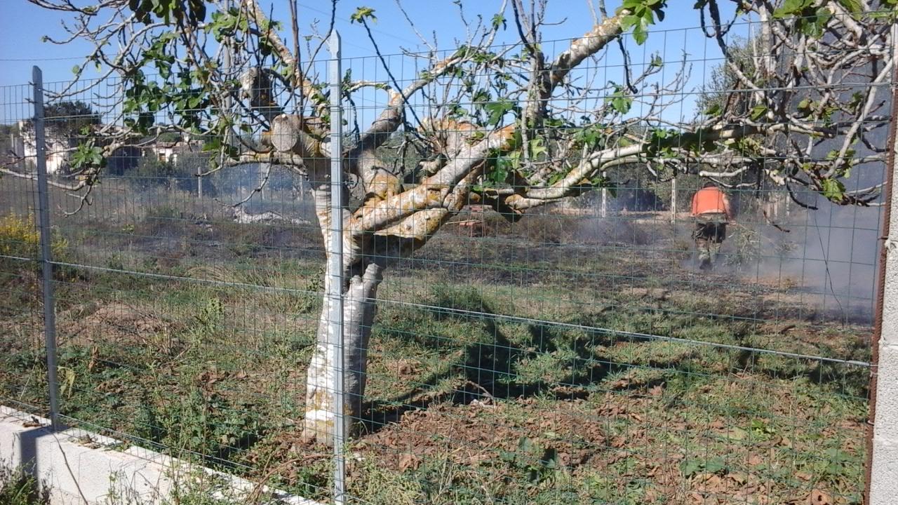 L'albero da cui è caduto Giorgio Atzori (foto Gianfranco Nurra)