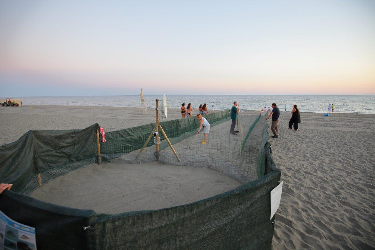 Il recinto costruito per proteggere il nido di tartarughe sulla spiaggia di Capalbio