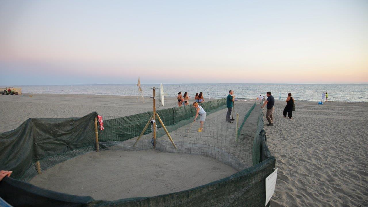 Il recinto costruito per proteggere il nido di tartarughe sulla spiaggia di Capalbio