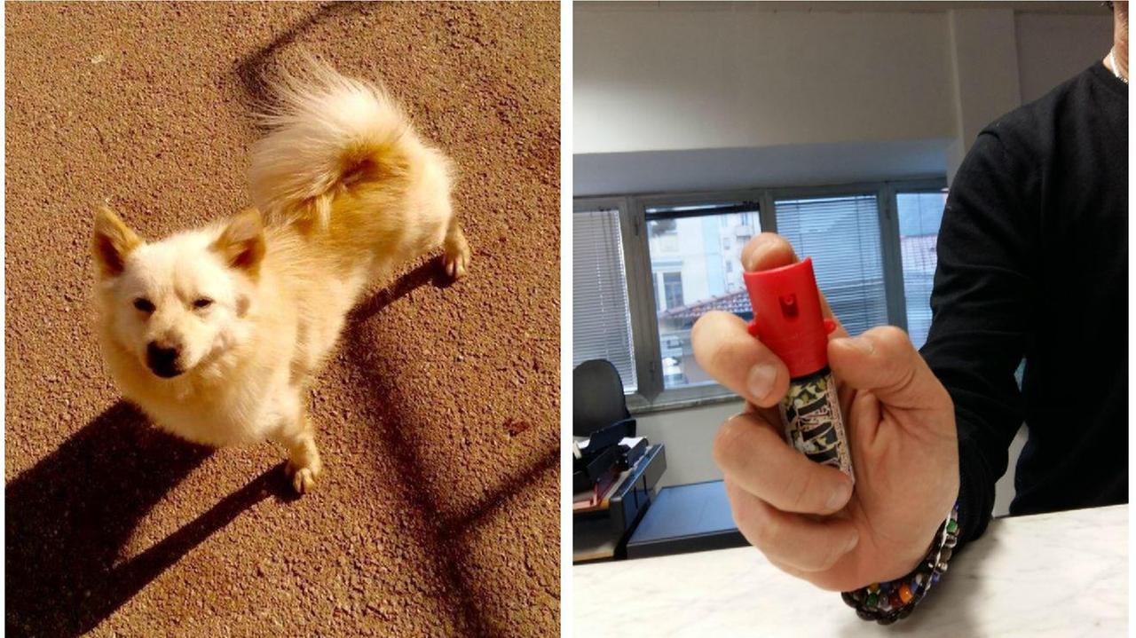 Un volpino e lo spray al peperoncino (foto d'archivio)