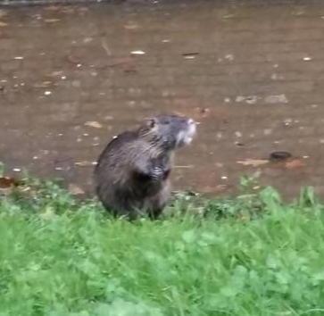 Una nutria a due passi dalle Mura 