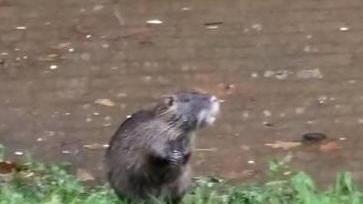 Una nutria a due passi dalle Mura