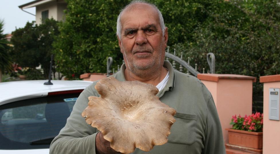 Raccolto un pleurotus di oltre un chilo