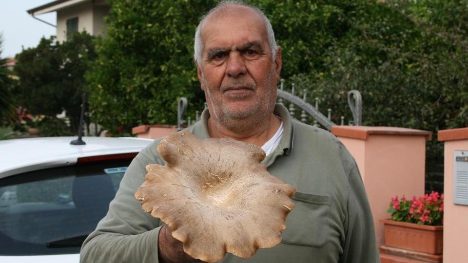 Raccolto un pleurotus di oltre un chilo