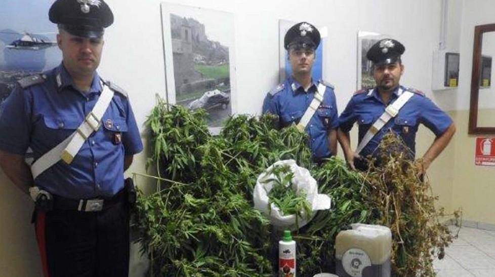 Coltivava in casa piante di marijuana allevatore in cella