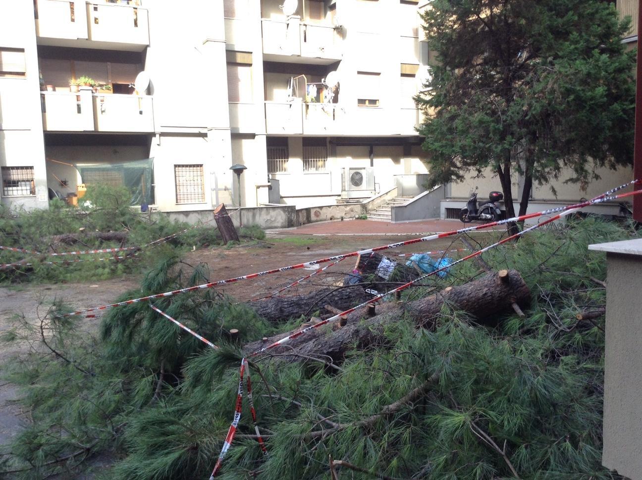 Pino cade dentro un cortile condominiale e distrugge tre auto 
