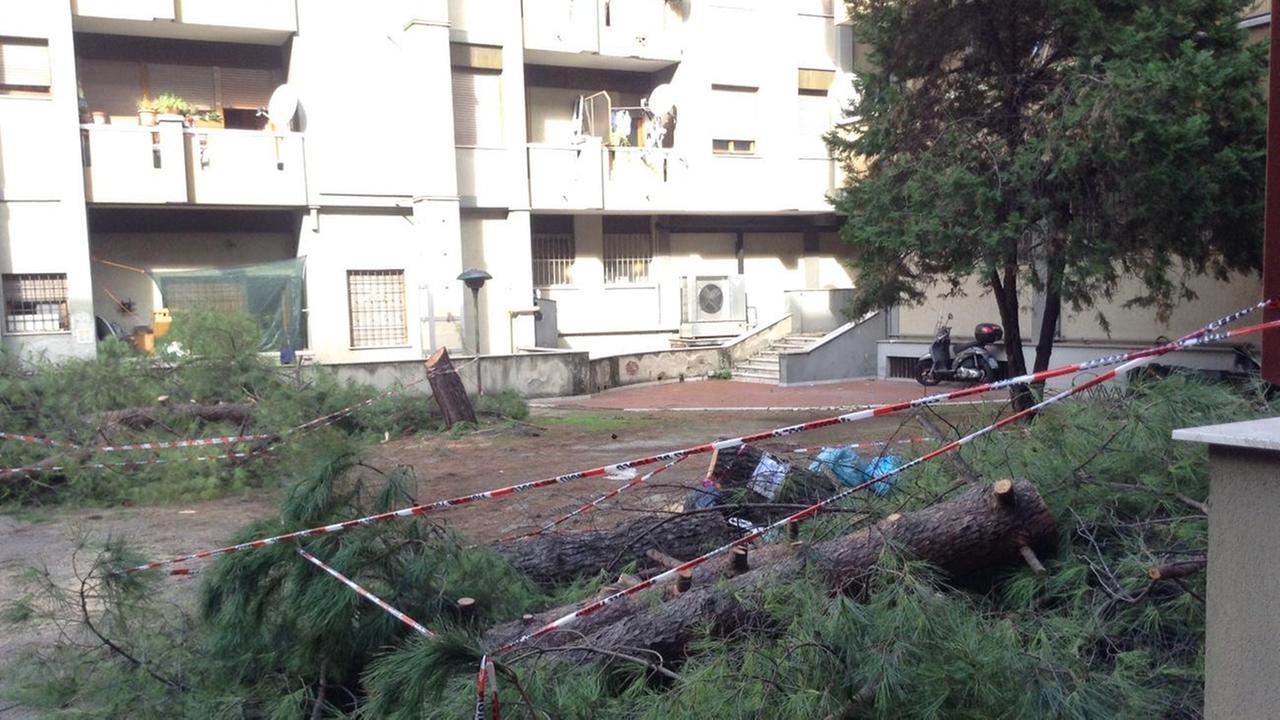 Pino cade dentro un cortile condominiale e distrugge tre auto