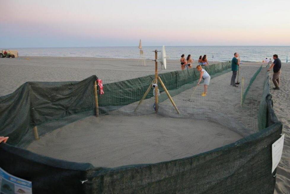 Tartarughine, le speranze sono al lumicino