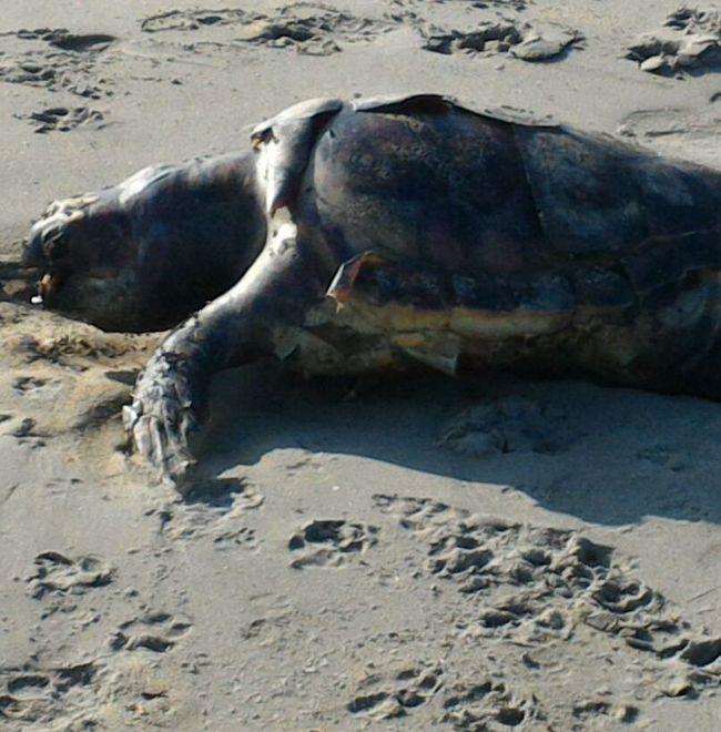 Tartarughe senza vita sulla spiaggia di Lido Spina