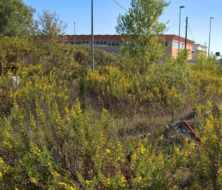 Viale Italia, il degrado abita qui 