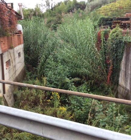 Una giungla sul torrente Foce 