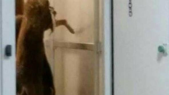 Un cervo appeso in un frigo (foto postata su Facebook)