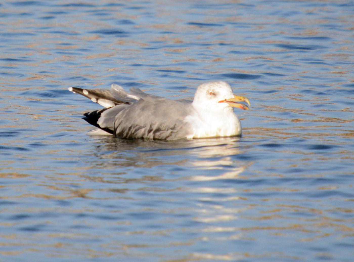 Il gabbiano in difficoltà a Olbia