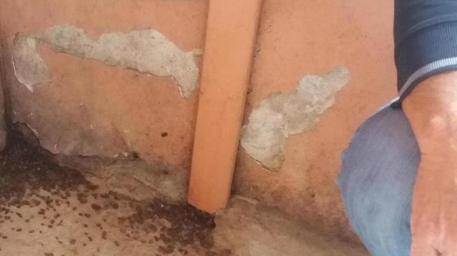Abitazioni invase dai “porcellini”