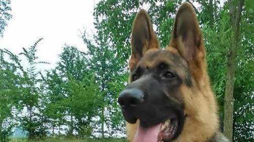 Il cane Byron avvelenato. «È stato usato del topicida»