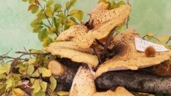 Da tutto il mondo in cerca delle radici dell’olio
